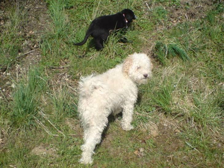 Blanding af racer Ricki - NYT: Er du nu der igen med den mobil... billede 8