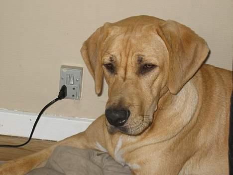 Broholmer Luka billede 1