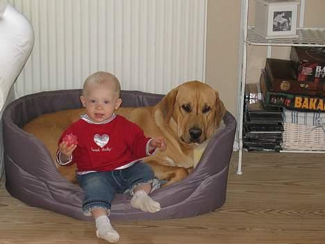 Broholmer Luka billede 2