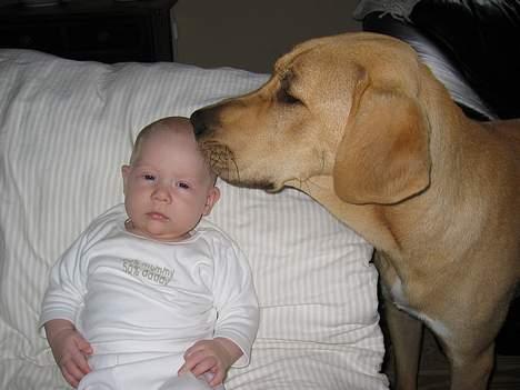 Broholmer Luka billede 3