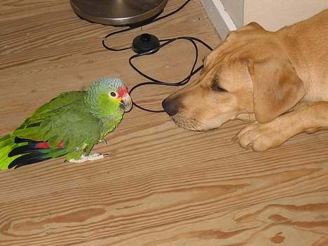 Broholmer Luka billede 5