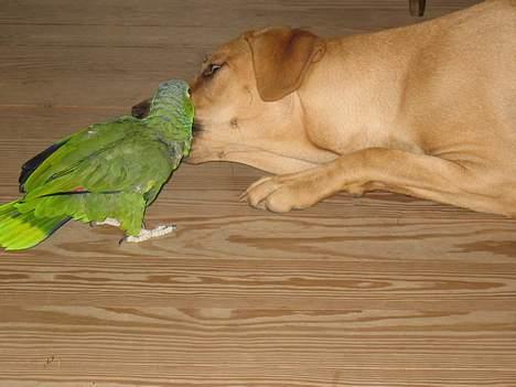 Broholmer Luka billede 6