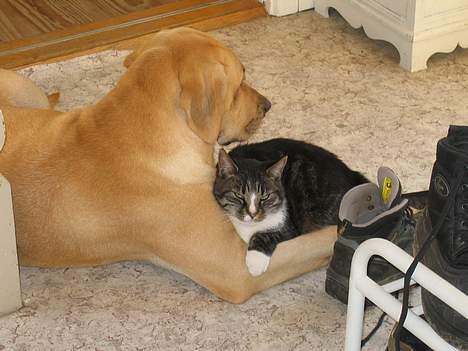 Broholmer Luka billede 7