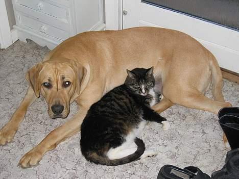 Broholmer Luka billede 8