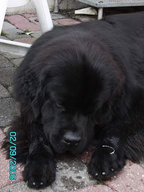 Newfoundlænder Dino (Newetta´s) - Nu er den gnavepind væk. Kommer der mon mere! billede 2