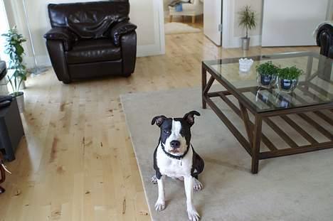 Amerikansk staffordshire terrier Nala (aflivet i 2007) - Hvad skal vi nu, siger Nala billede 4