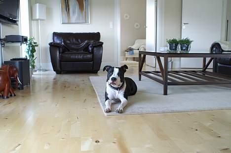 Amerikansk staffordshire terrier Nala (aflivet i 2007) - Hmm det kan vidst tage tid, jeg ligger mig ned.... billede 5