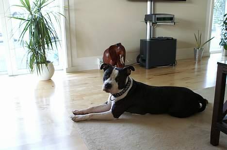 Amerikansk staffordshire terrier Nala (aflivet i 2007) - Hej :) billede 6