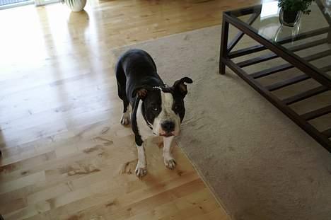 Amerikansk staffordshire terrier Nala (aflivet i 2007) - Hvad er det du har for øjnene mor?? billede 7