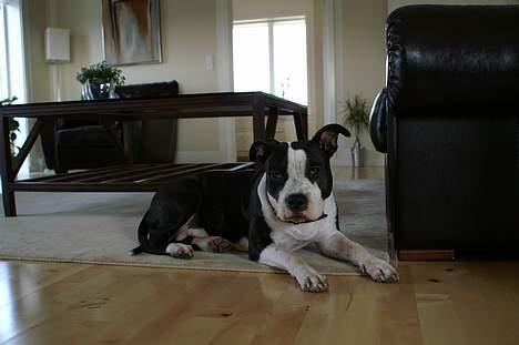 Amerikansk staffordshire terrier Nala (aflivet i 2007) - Nala pigen i mormors stue billede 8