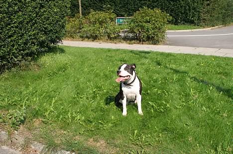 Amerikansk staffordshire terrier Nala (aflivet i 2007) - Posere. Hmm hvad er det?? billede 9