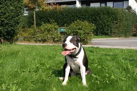 Amerikansk staffordshire terrier Nala (aflivet i 2007) - Nala var altid glad billede 10