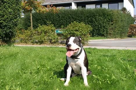 Amerikansk staffordshire terrier Nala (aflivet i 2007) - Nala. En prinsesse med masser energi billede 11