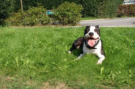 Amerikansk staffordshire terrier Nala (aflivet i 2007) - puha billede 12