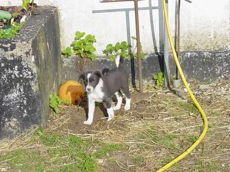 Blanding af racer Freja - Her er jeg 6 uger gammel.. billede 3