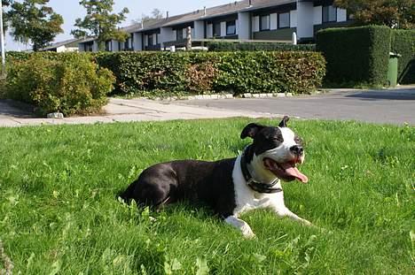 Amerikansk staffordshire terrier Nala (aflivet i 2007) - Det er hårdt at løbe rundt billede 13