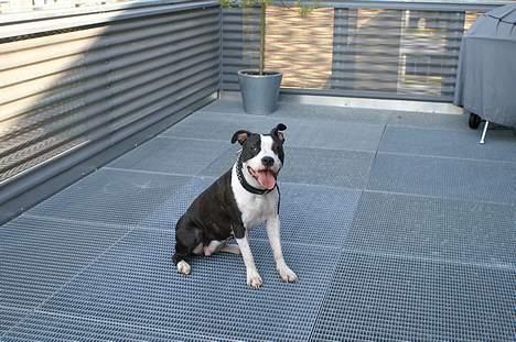 Amerikansk staffordshire terrier Nala (aflivet i 2007) - Smuk er hun altså billede 14