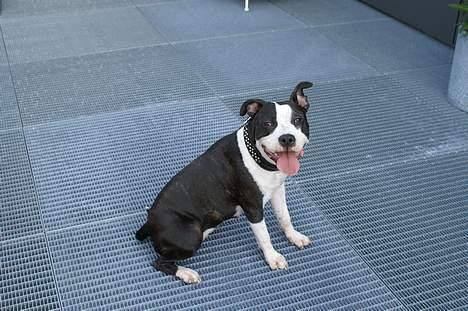 Amerikansk staffordshire terrier Nala (aflivet i 2007) - Nala elskede mormors terasse billede 15