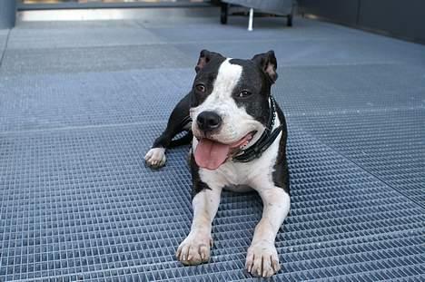 Amerikansk staffordshire terrier Nala (aflivet i 2007) - Nala pigen på mormors terasse billede 16