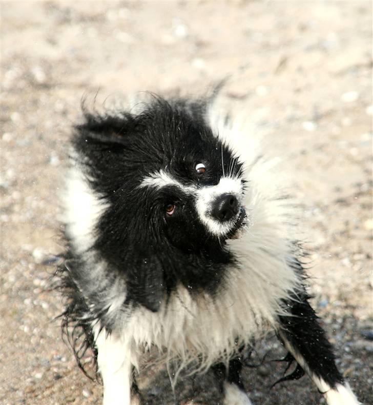 Border collie Matti - Matti er ikke altid smuk... HA HA! Men man skal jo tørres! billede 14