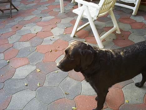 Labrador retriever Balder billede 15