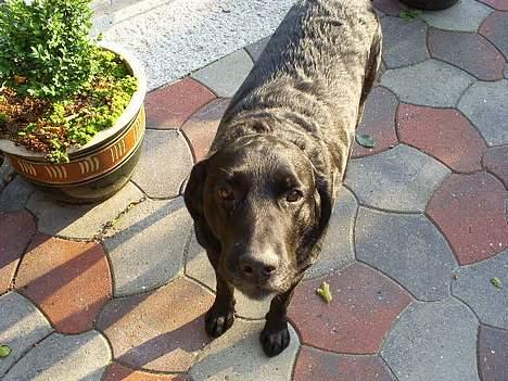 Labrador retriever Balder billede 16