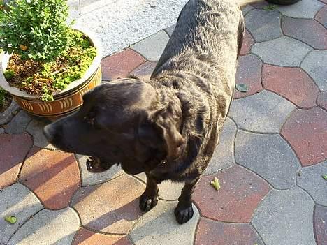 Labrador retriever Balder billede 17