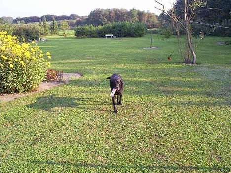 Labrador retriever Balder billede 19