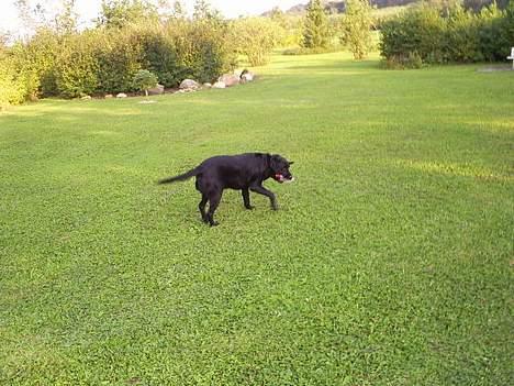 Labrador retriever Balder billede 20