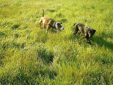 Amerikansk staffordshire terrier Keiko - Mig og min bedste ven lunte leger spor hunde er vi ikke seje  billede 12