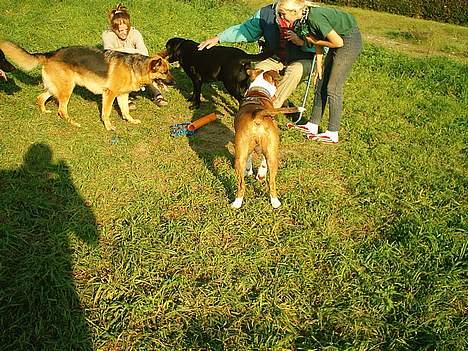 Amerikansk staffordshire terrier Keiko - smid nu det rør ikke alt det snak om at sitte først billede 13