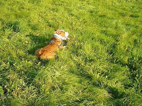 Amerikansk staffordshire terrier Keiko - Piuv det er hårdt når man ikke vil gå glip af noget billede 14