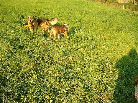 Amerikansk staffordshire terrier Keiko - Nala skal altid blære sig når hun får røret først jeg lader som om hun ikke er der. billede 15