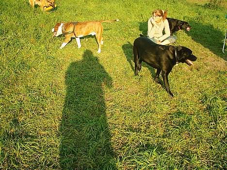 Amerikansk staffordshire terrier Keiko - Jeg er nød til at holde lidt øje med mor når de nasserøve er i nærheden det er jo mine godbidder hun har i lommen. billede 16