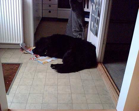 Newfoundlænder Dino (Newetta´s) - Er der nogle gode tilbud! billede 7