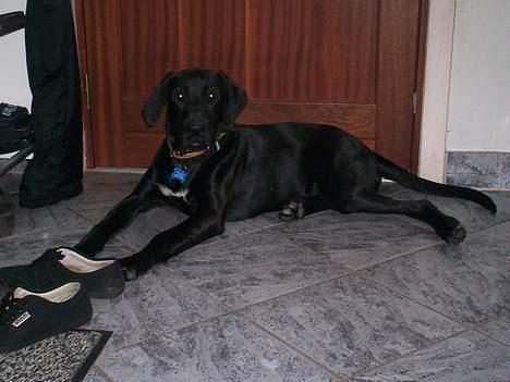 Blanding af racer Tyson - er jeg ikk stor  billede 16