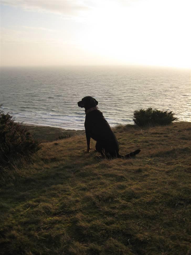 Blanding af racer Cherie - Lidt træt kan man jo godt blive  billede 9
