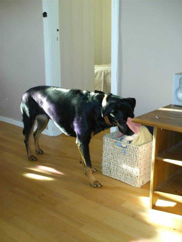 Blanding af racer Cherie billede 10