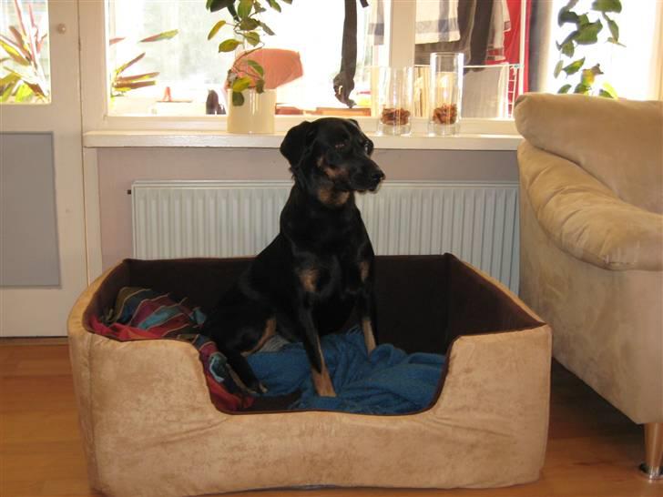 Blanding af racer Cherie billede 11