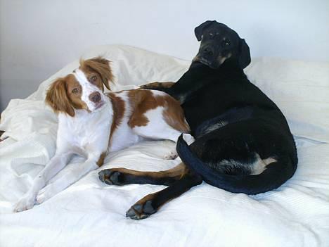 Blanding af racer Cherie - Det er skønt med besøg  billede 12