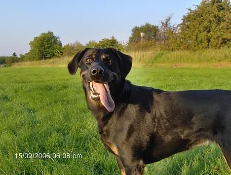 Blanding af racer Cherie - er jeg ikke bare smuk billede 13