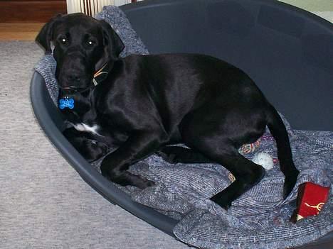 Blanding af racer Tyson - her ligger jeg i min kurv jeg er blevet lidt større eller så er det kurven der er blevet mindre hehe :) *nyt* billede 18