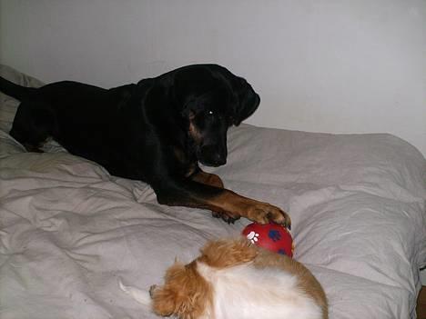 Blanding af racer Cherie - Min boldt  billede 14