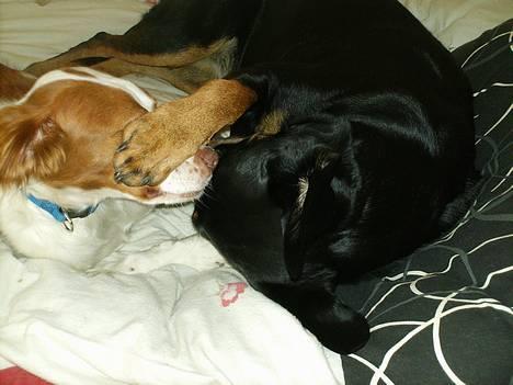 Blanding af racer Cherie billede 15