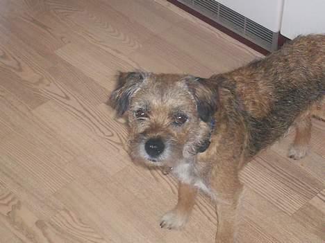 Border terrier lutra`s Quietkiller(samba - er jeg ikk fin men hvad er det der for noget *nyt* billede 10