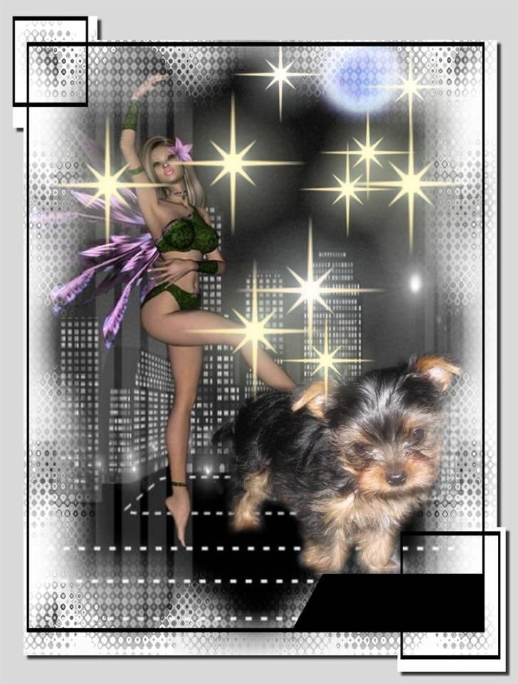 Yorkshire terrier * Luca, betjent* - Rigtig smukt billed af Luca....Redigeret af Mig selv..1000 tak..for hjælpen, Marianne.... billede 6