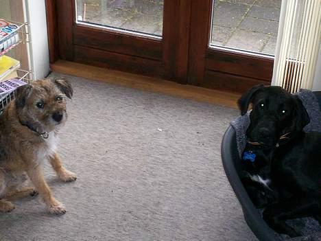 Border terrier lutra`s Quietkiller(samba - her er jeg lige sammen med tyson *nyt* billede 11