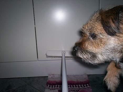 Border terrier lutra`s Quietkiller(samba - yuhuu im flying *nyt* billede 12