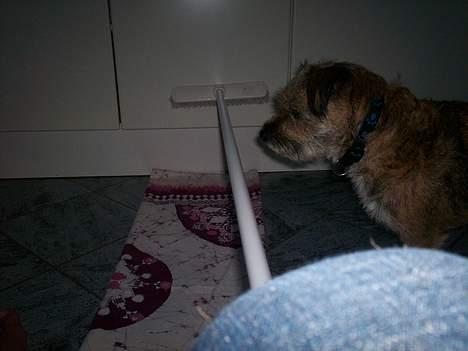 Border terrier lutra`s Quietkiller(samba - jeg kan osse godt finde på at stoppe *nyt* billede 13