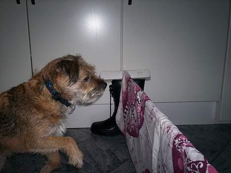 Border terrier lutra`s Quietkiller(samba - det er altså bare super sjovt at springe *nyt* billede 14